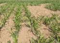 Maize Mazes